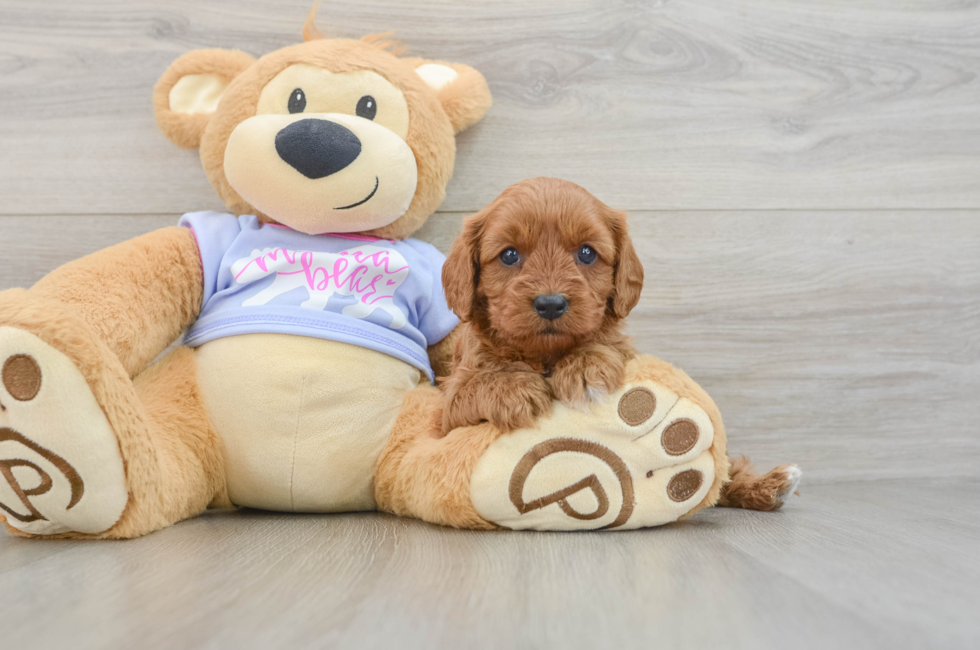5 week old Cavapoo Puppy For Sale - Premier Pups