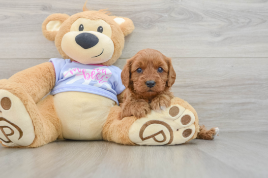 Cavapoo Pup Being Cute