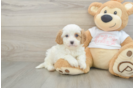 Funny Cavapoo Poodle Mix Pup