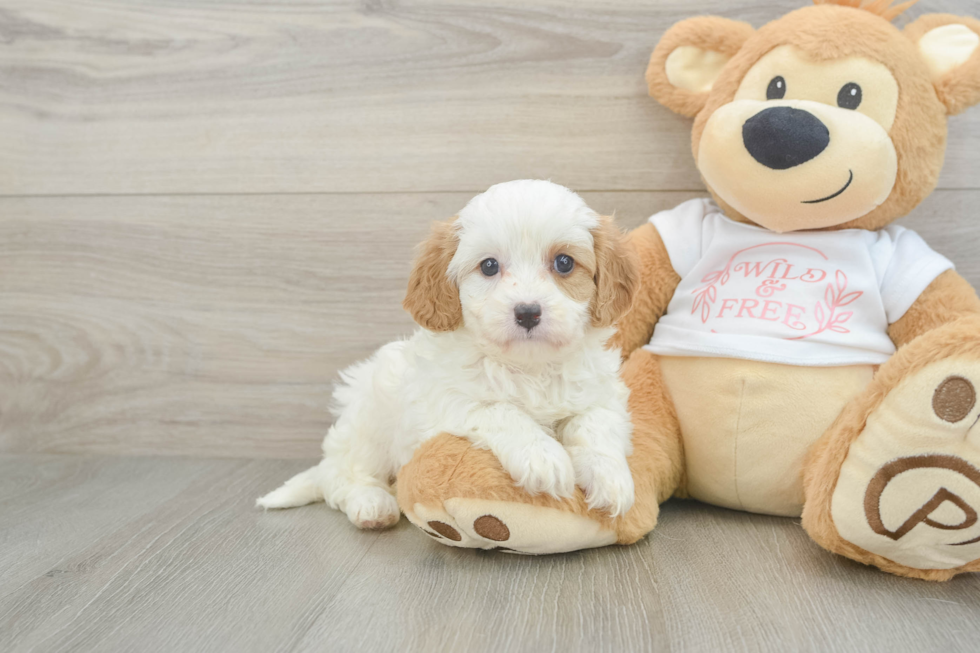 Funny Cavapoo Poodle Mix Pup