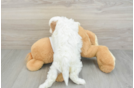 Cavapoo Pup Being Cute