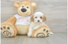 Energetic Cavoodle Poodle Mix Puppy
