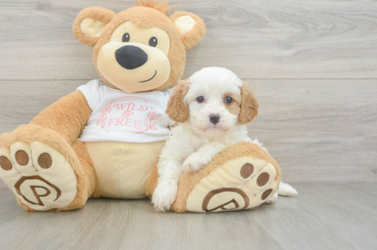 Energetic Cavoodle Poodle Mix Puppy