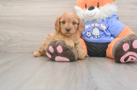 Small Cavapoo Baby