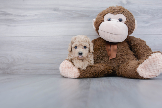 Playful Cavoodle Poodle Mix Puppy