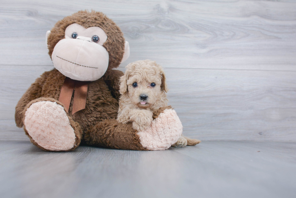 Playful Cavoodle Poodle Mix Puppy