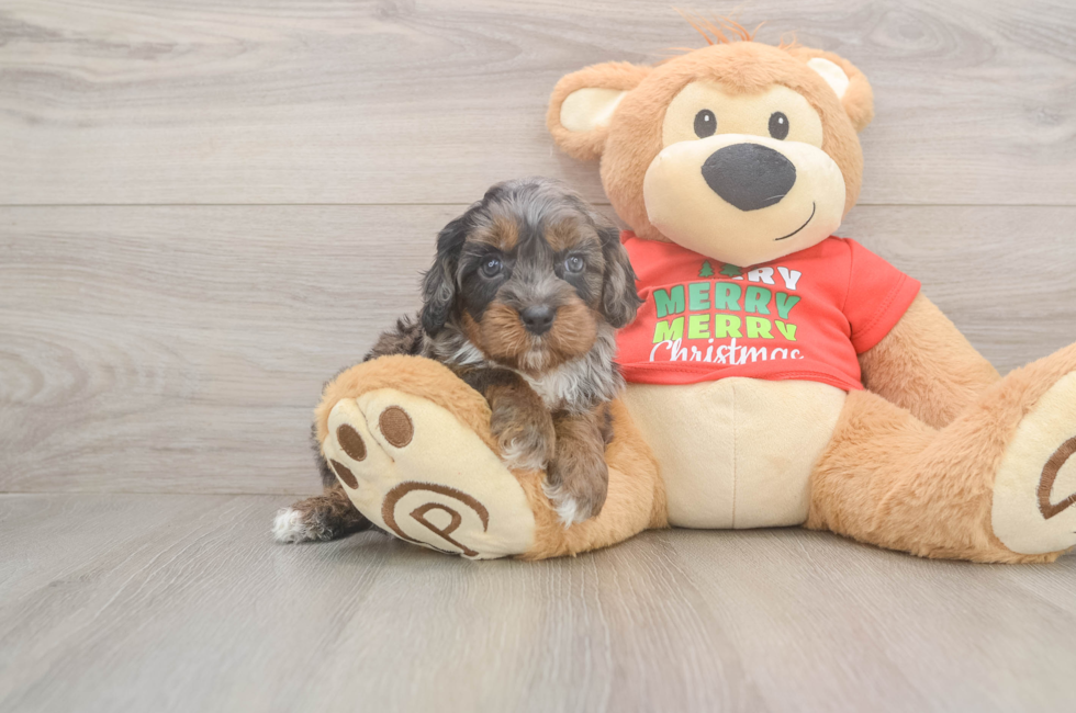 5 week old Cavapoo Puppy For Sale - Premier Pups