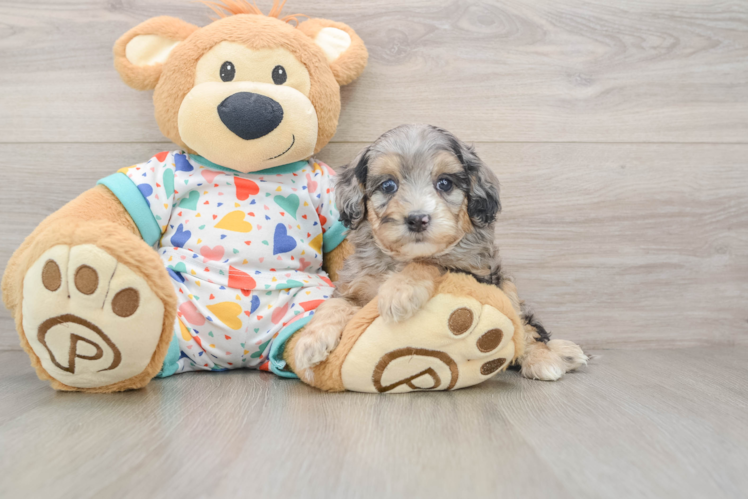 Petite Cavapoo Poodle Mix Pup