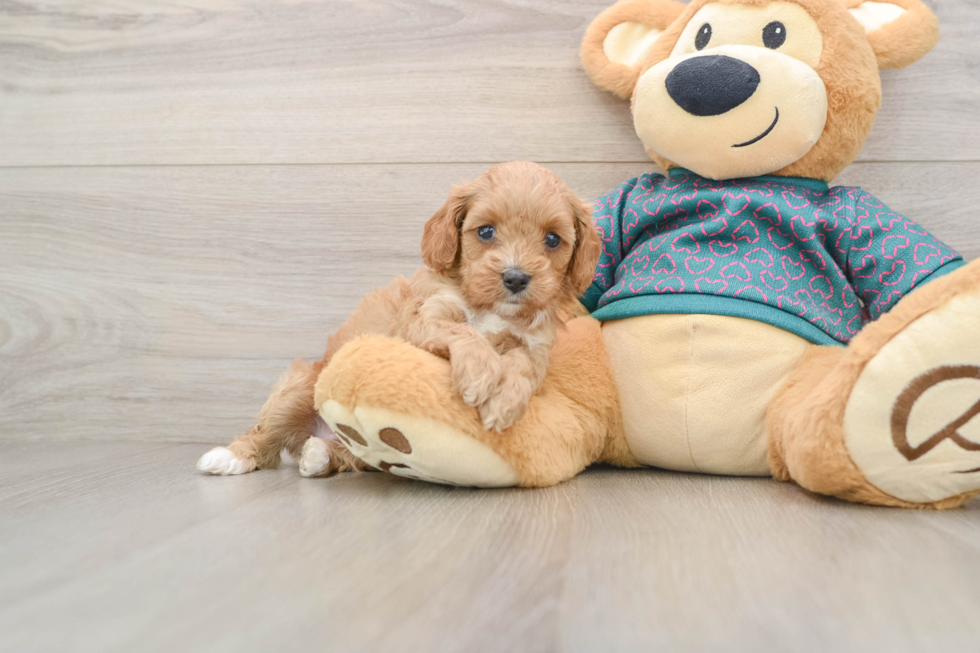 Cavapoo Pup Being Cute