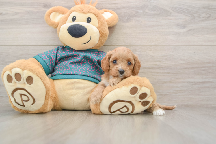 Cavapoo Pup Being Cute