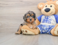 8 week old Cavapoo Puppy For Sale - Premier Pups
