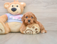 8 week old Cavapoo Puppy For Sale - Premier Pups