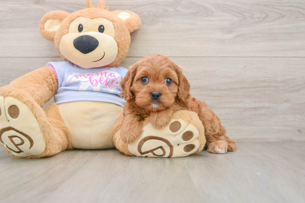 Cute Cavapoo Baby