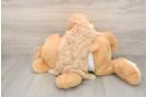 Cavapoo Puppy for Adoption