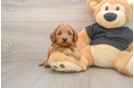 Adorable Cavalier King Charles Spaniel and Poodle Mix Poodle Mix Puppy