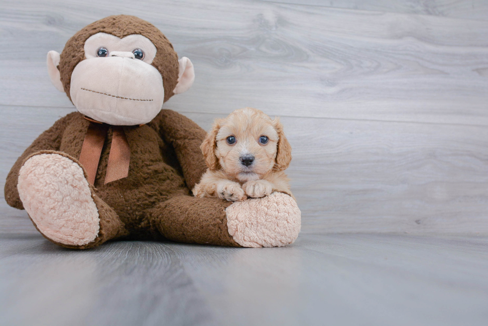 Cavapoo Pup Being Cute