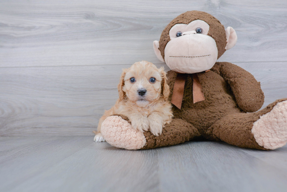 Cavapoo Pup Being Cute