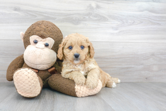 Petite Cavapoo Poodle Mix Pup