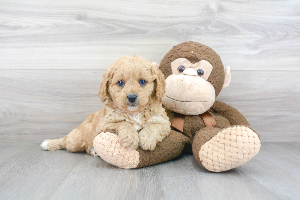 Cavapoo Puppy for Adoption