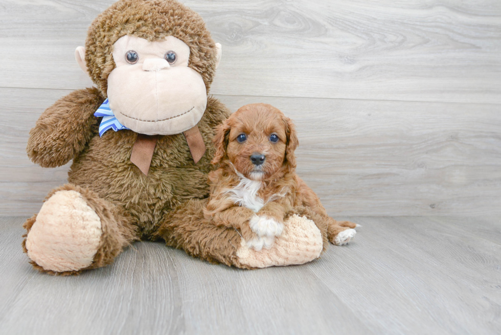 Small Cavapoo Baby