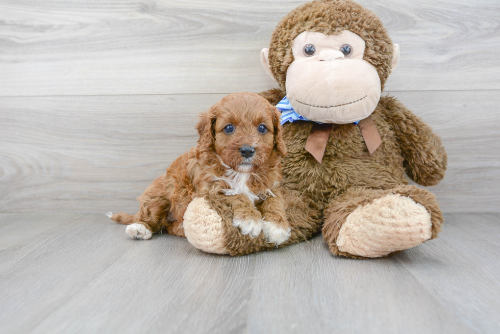 Happy Cavapoo Baby