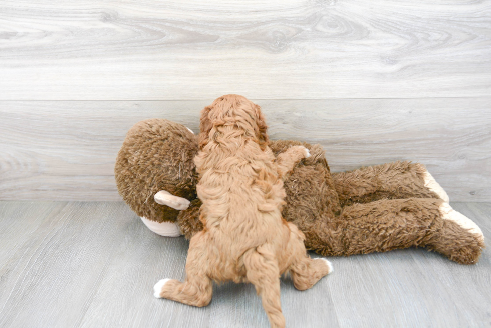 Hypoallergenic Cavoodle Poodle Mix Puppy