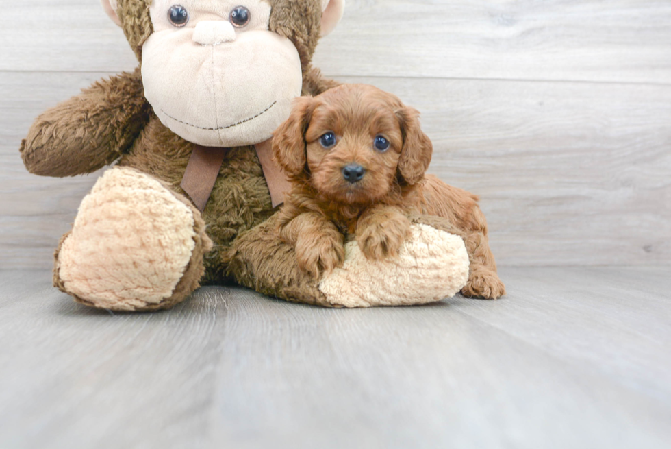 Petite Cavapoo Poodle Mix Pup