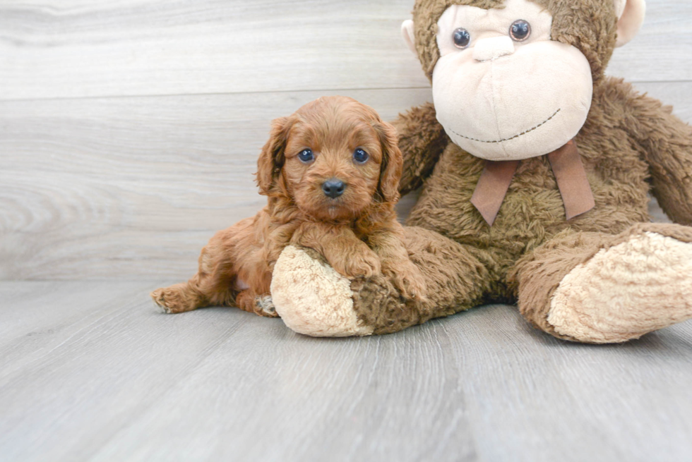 Cavapoo Puppy for Adoption