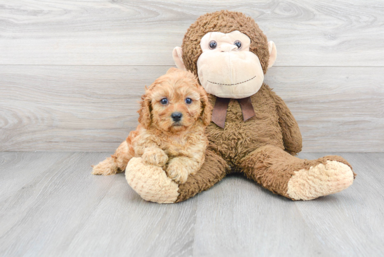 Small Cavapoo Baby