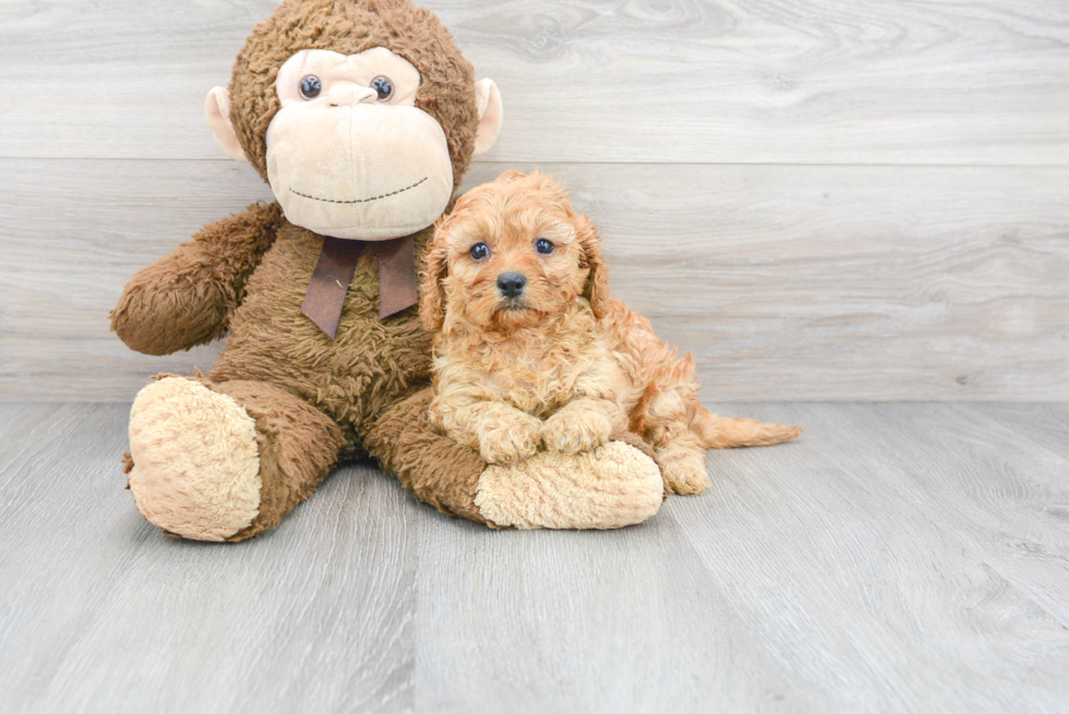 Cute Cavapoo Baby