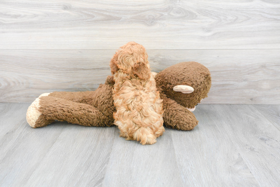 Adorable Cavoodle Poodle Mix Puppy