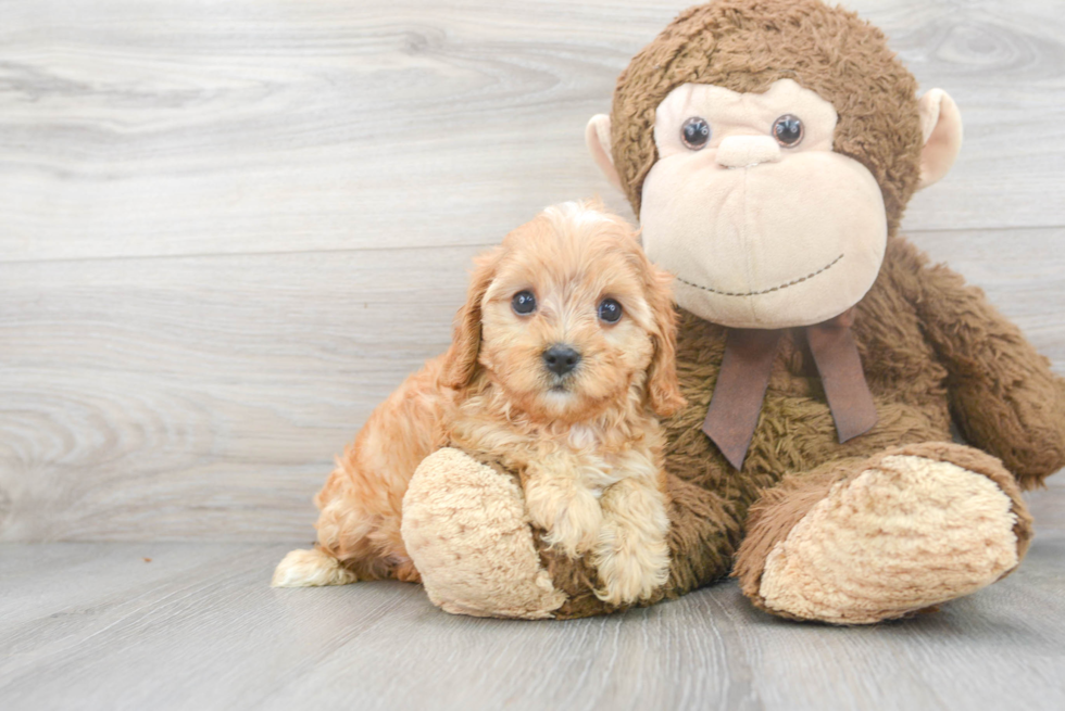 Cute Cavapoo Baby