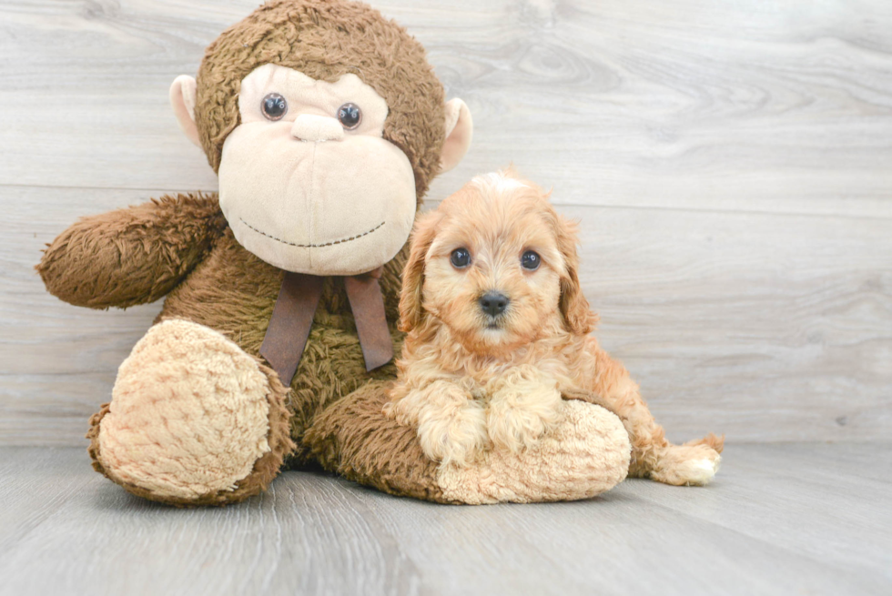 Fluffy Cavapoo Poodle Mix Pup