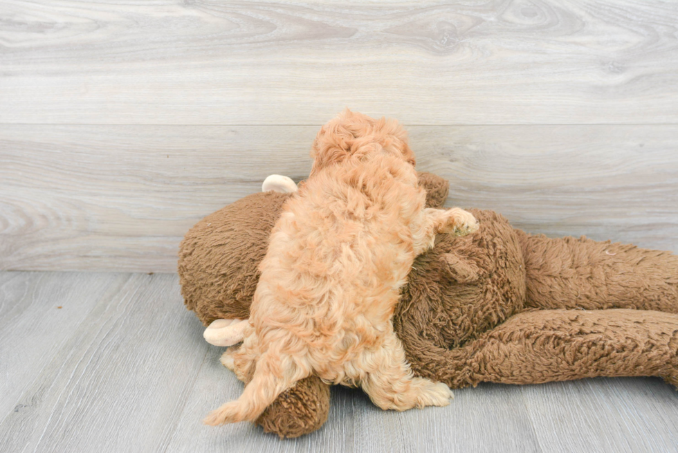 Cavapoo Pup Being Cute