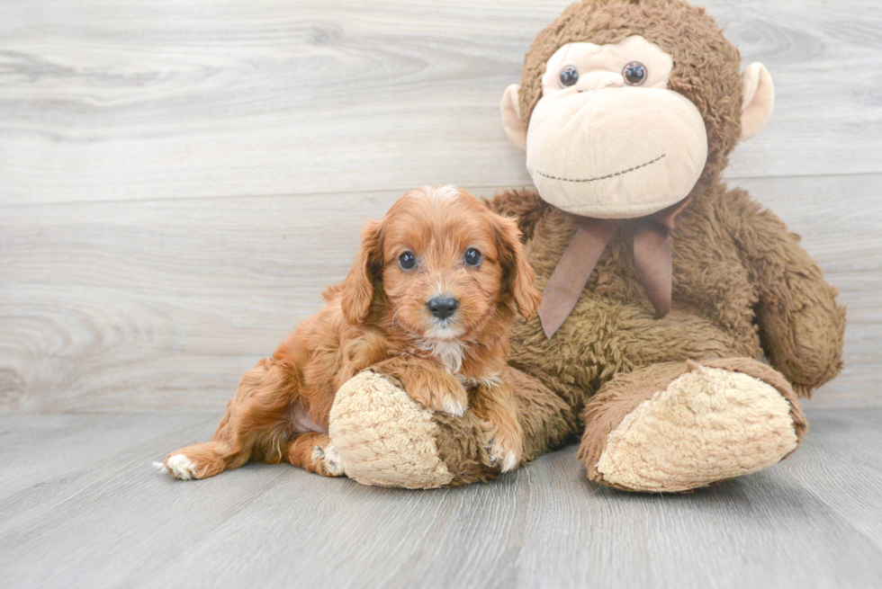 Hypoallergenic Cavoodle Poodle Mix Puppy