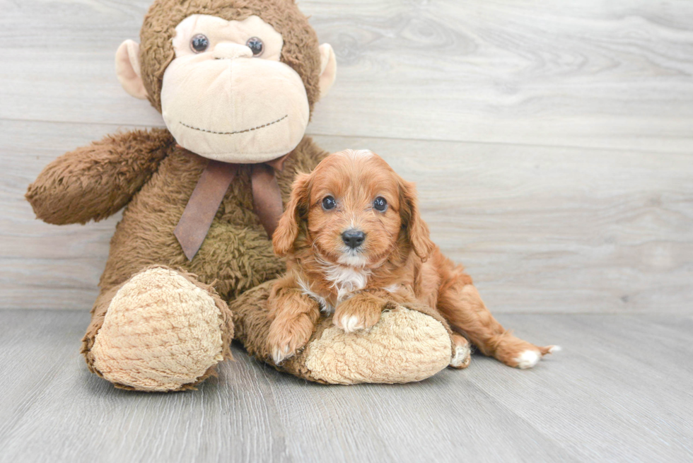 Petite Cavapoo Poodle Mix Pup