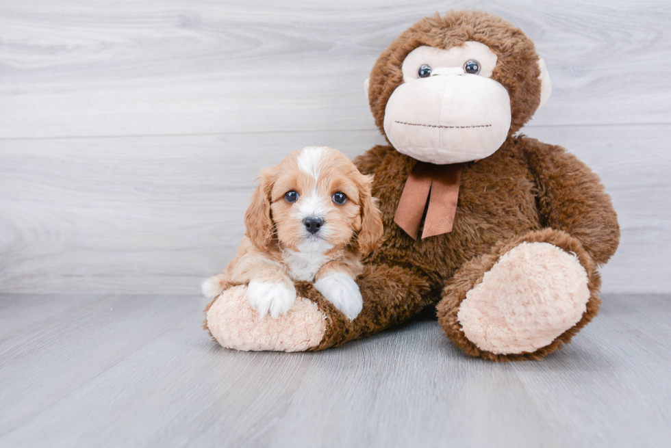 Energetic Cavoodle Poodle Mix Puppy