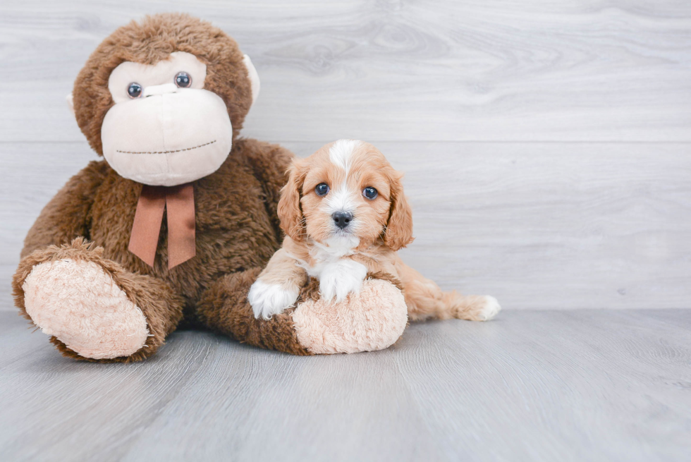 Cavapoo Puppy for Adoption