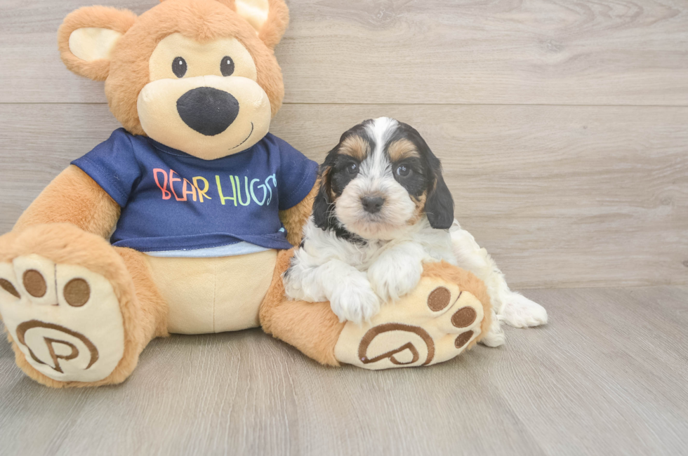 5 week old Cavapoo Puppy For Sale - Premier Pups