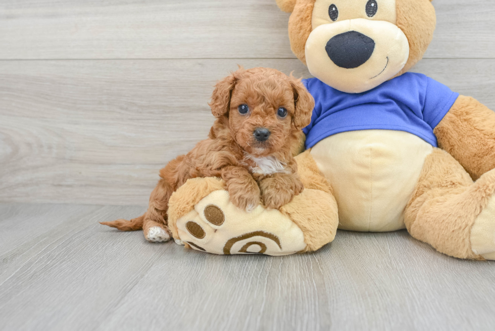 Small Cavapoo Baby