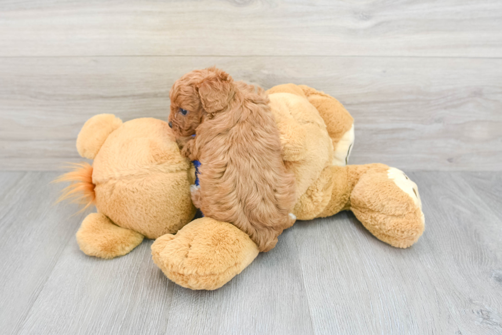 Cavapoo Puppy for Adoption