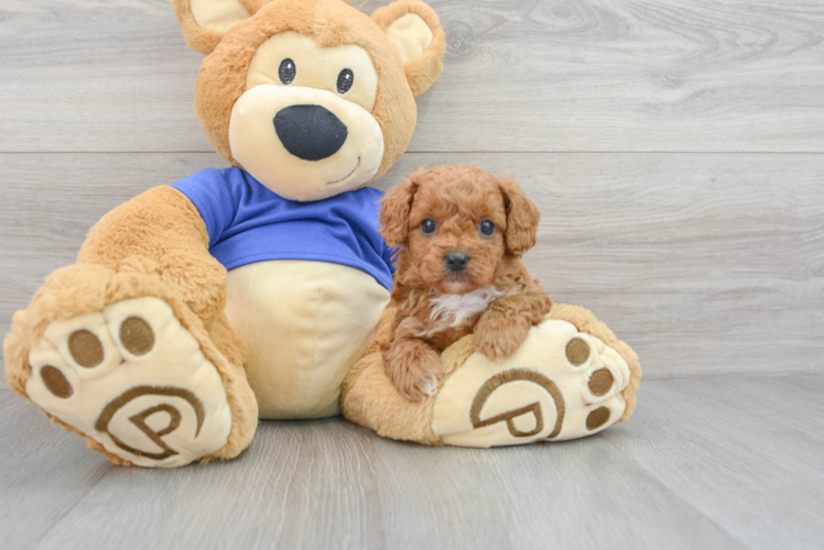 Hypoallergenic Cavoodle Poodle Mix Puppy