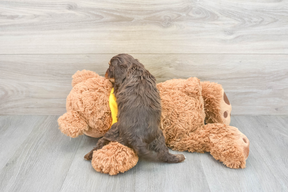 Cute Cavapoo Baby