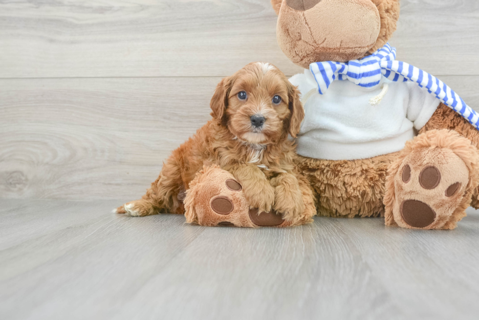 Cavapoo Pup Being Cute