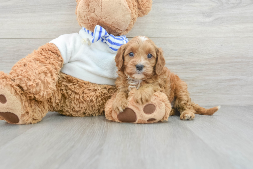 Popular Cavapoo Poodle Mix Pup