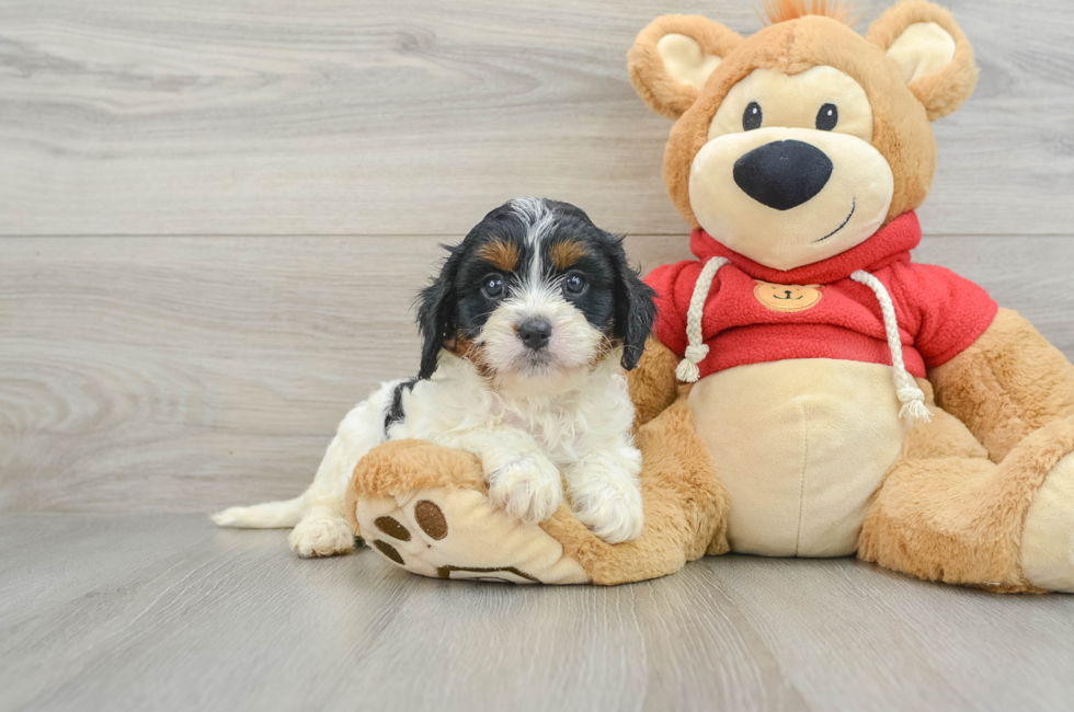 8 week old Cavapoo Puppy For Sale - Premier Pups