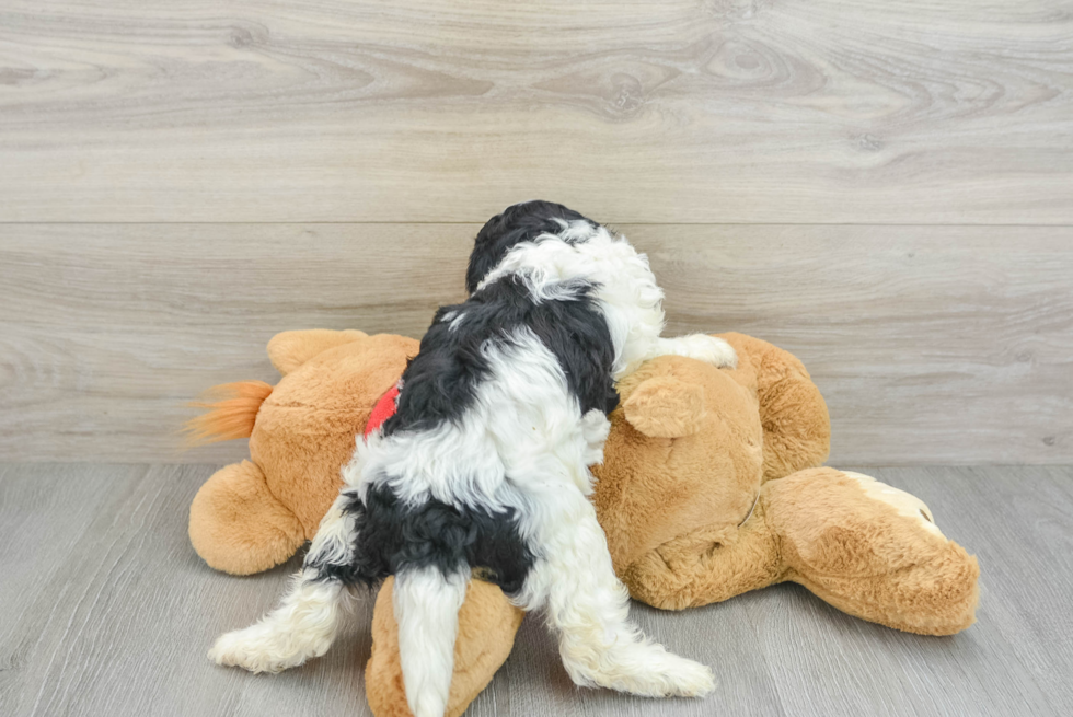 Petite Cavapoo Poodle Mix Pup