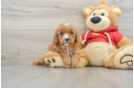 Funny Cavapoo Poodle Mix Pup