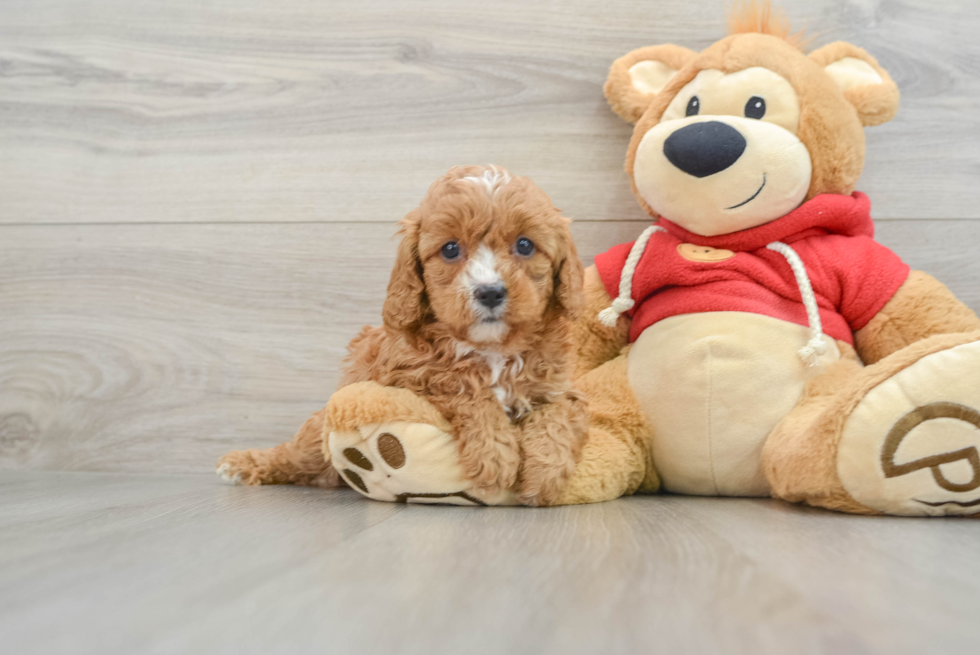 Funny Cavapoo Poodle Mix Pup