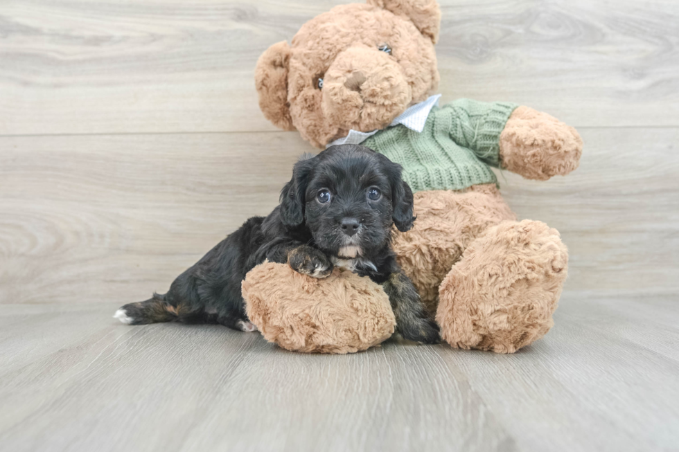 Best Cavapoo Baby